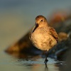 Jespak obecny - Calidris alpina - Dunlin 1217